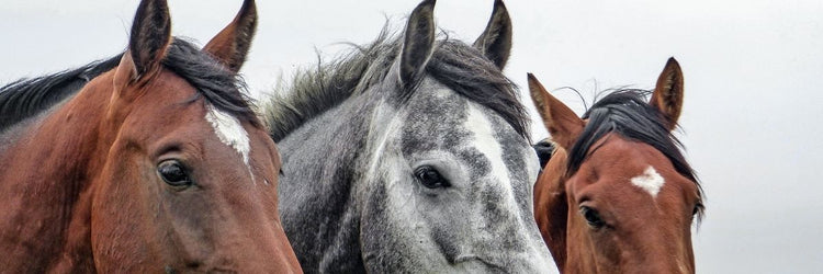 Reins