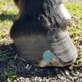 Beeswax BLUE Balls