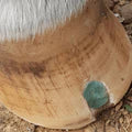 Beeswax BLUE Balls