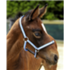 Eureka Foal Headstall in Light Blue, Grey, and Black
