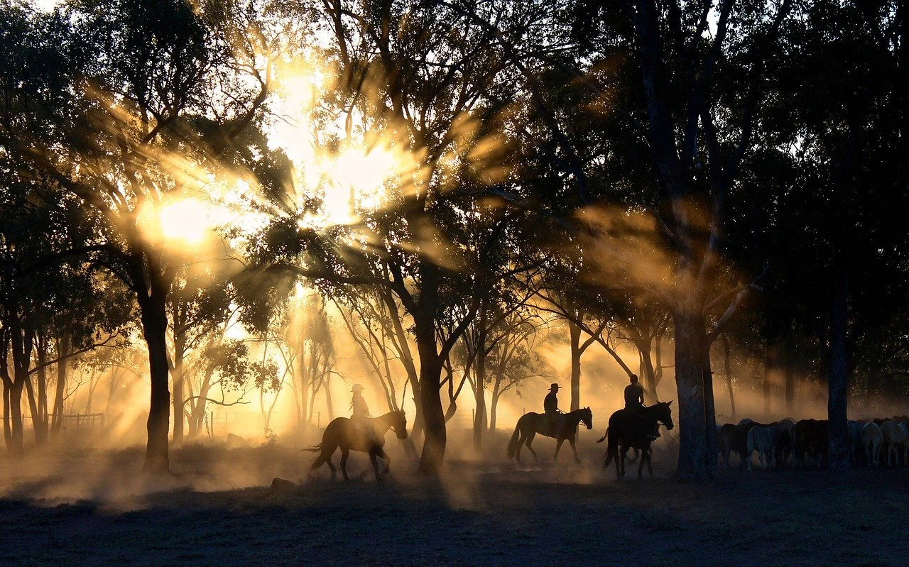 Sunrise scene with people riding horses and moving cattle in Australia.