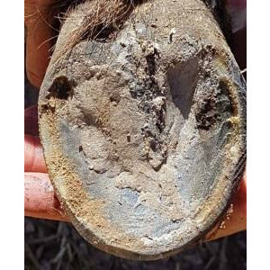Good Gear Naturals - Hoof Clay