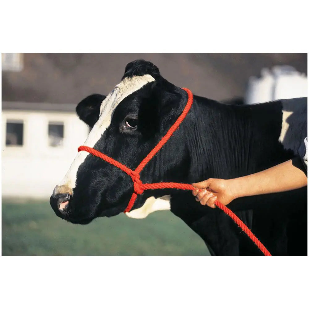 Poly Rope Cow Halter