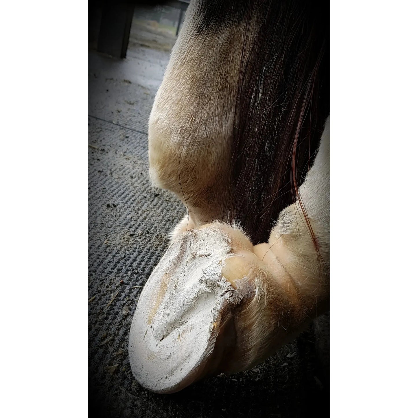 Hoof Pack