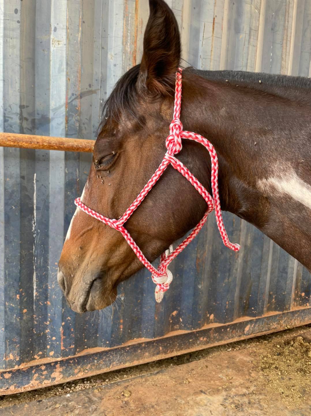 Hudson’s Halter – Quality No-Knot Halter & Lead