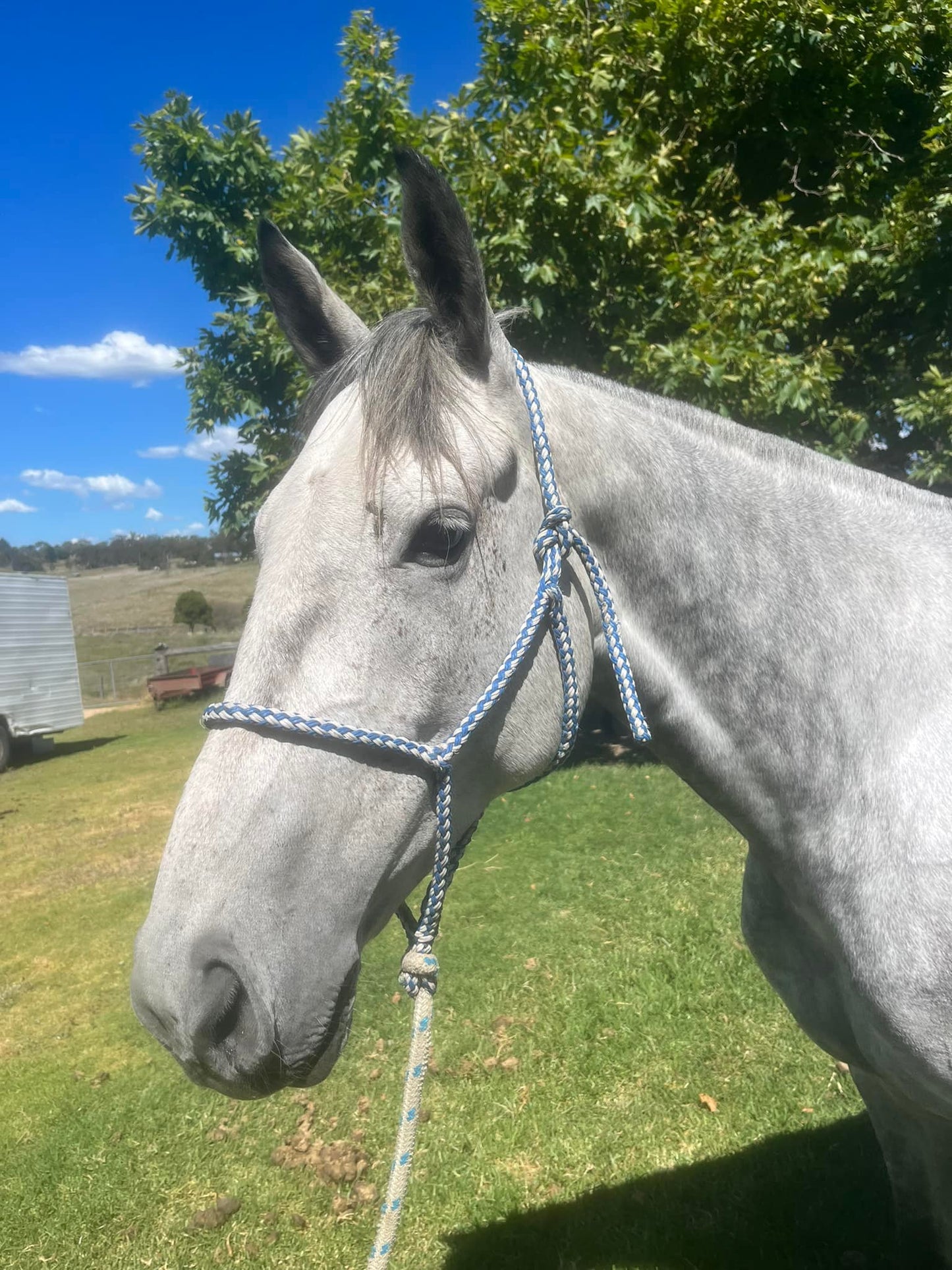 Hudson’s Halter – Quality No-Knot Halter & Lead