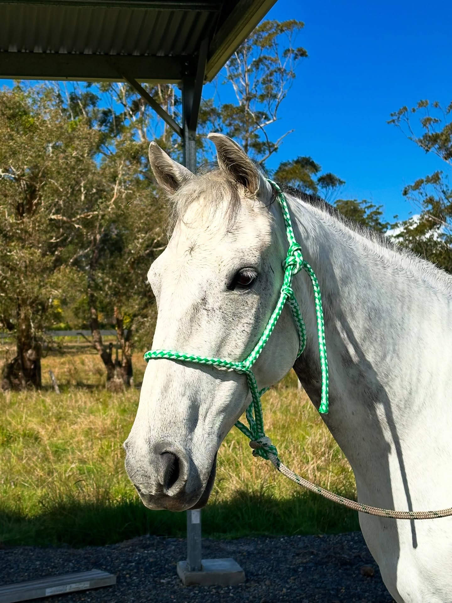 Hudson’s Halter – Quality No-Knot Halter & Lead
