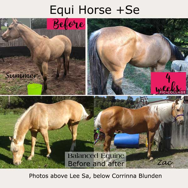 Equi Horse +Se