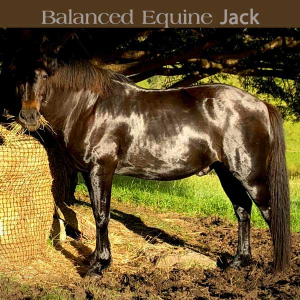Equi Horse +Se