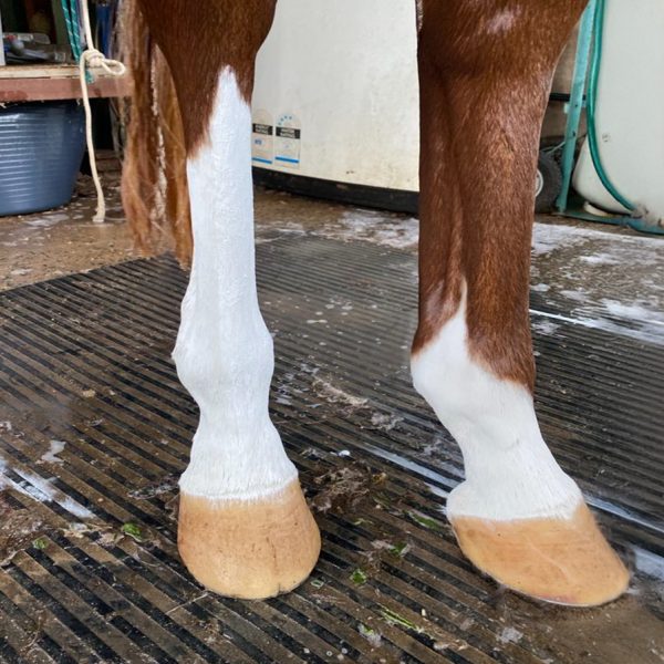Equine White Sox