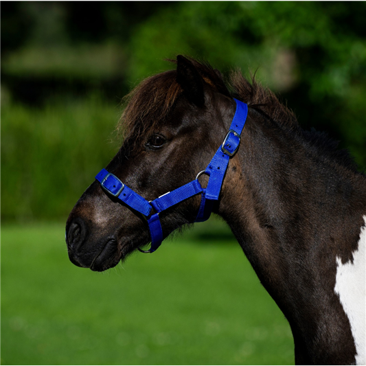 Buckle Halter Shetland