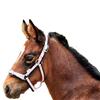 Eureka Foal Headstall in Pink, Grey, and Black