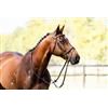 Cavalier Classic Bridle – Brown (Full)