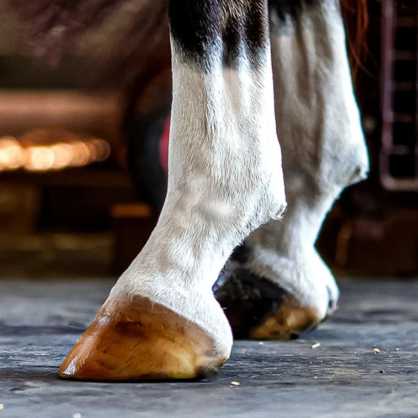 Nolian Enterprises Hoof Safe Shine - Clear 220ml