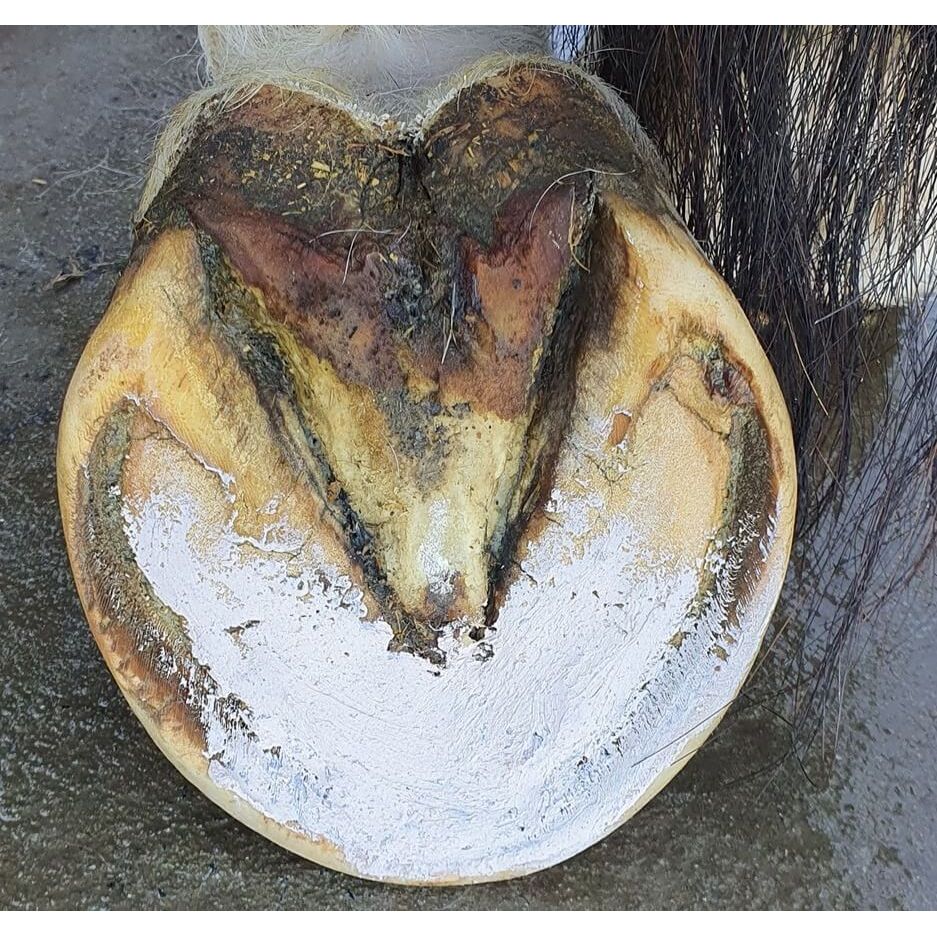 Hoof Pack