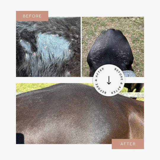 CuraPet® Remedeaz Oil