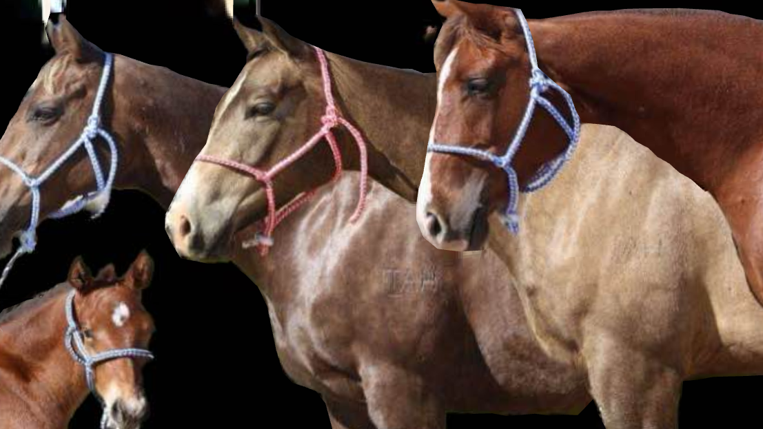 Hudson’s Halter – Quality No-Knot Halter & Lead