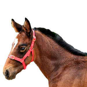 Foal Nylon Headstall