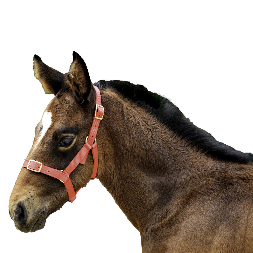 Foal Nylon Headstall