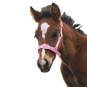 Foal Nylon Headstall