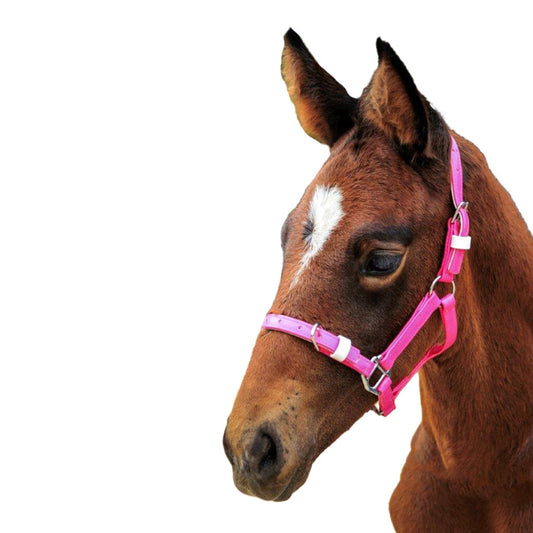Foal / Mini PVC Headstall