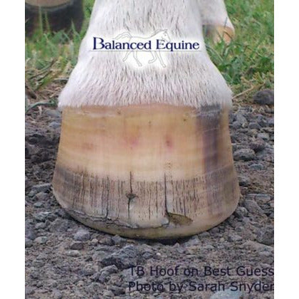Balanced Equine Nutrition - Best Guess
