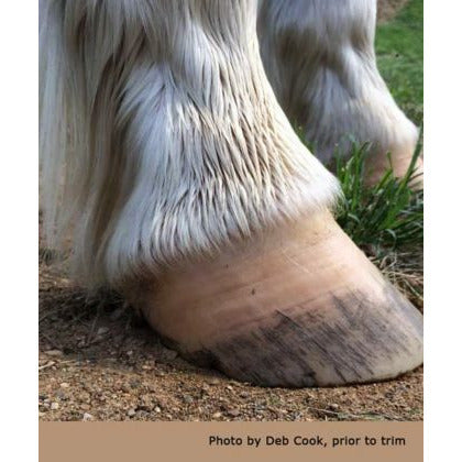 Balanced Equine Nutrition - HoofXtra